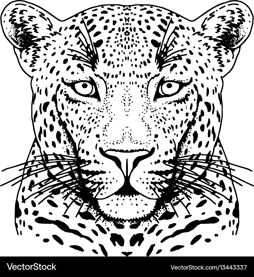 Leopard Face Print vector image