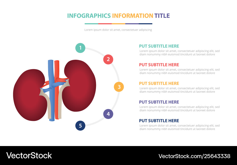 Infographic template concept with five points Infographic template concept with five points vector image