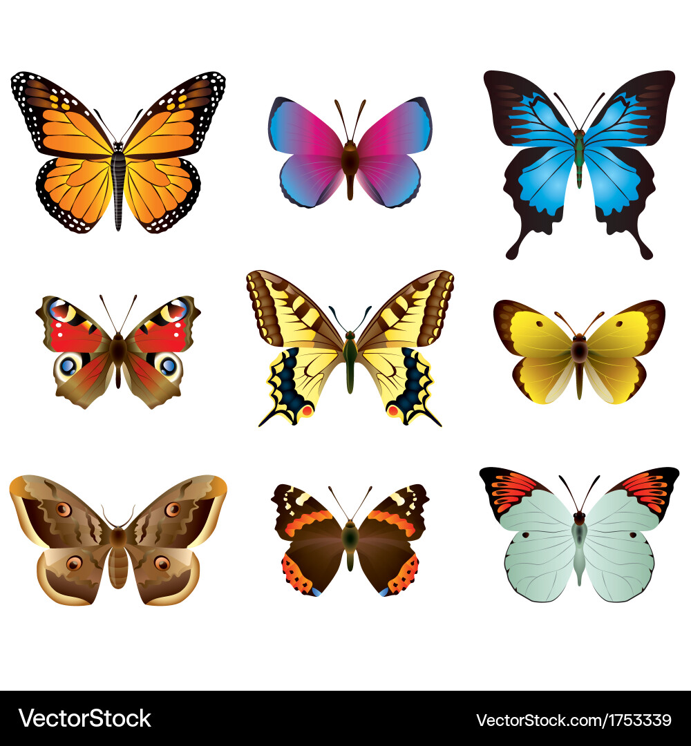 Colorful Butterfly Collection vector image