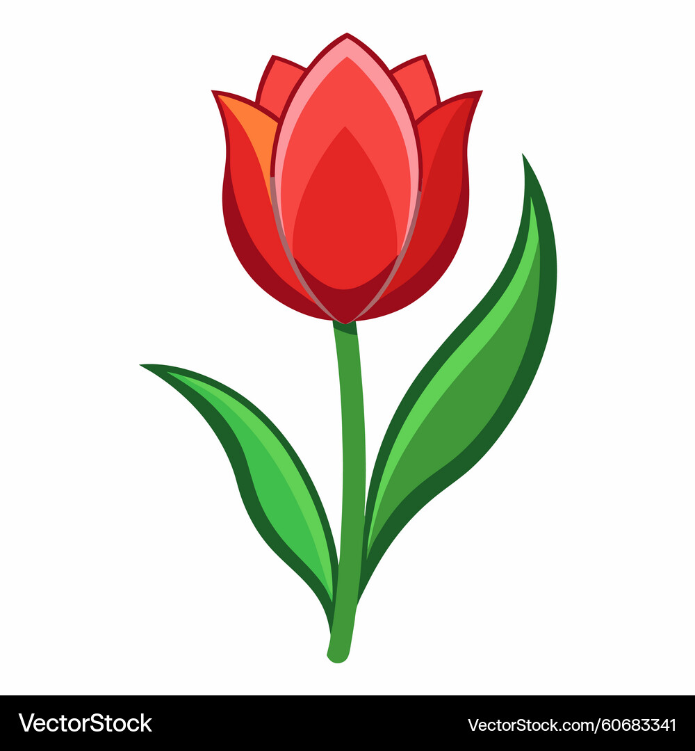 White Tulip Flower (60683341) – Royalty-Free Vector | VectorStock