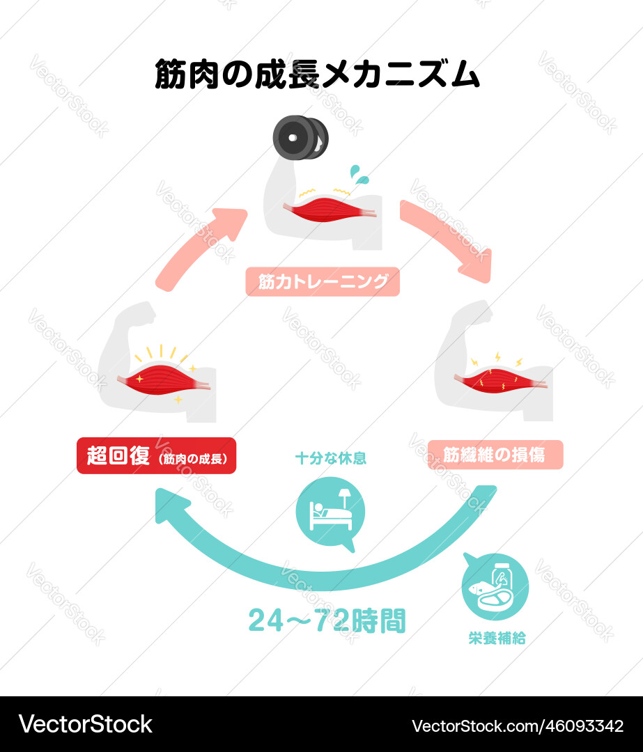 Mechanism of muscle growth supercompensation Mechanism of muscle growth supercompensation vector image