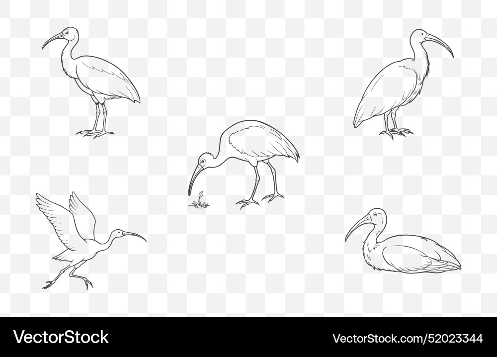 Print elegant ibis line art set Print elegant ibis line art set vector image