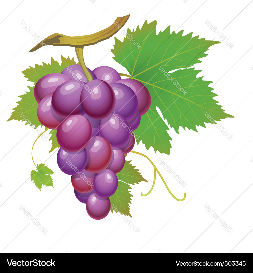 Purple grape Royalty Free Vector Image - VectorStock