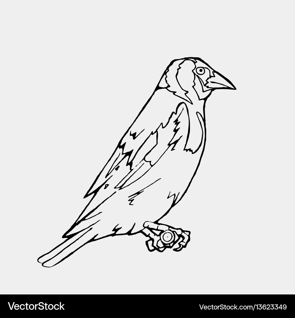 Hand-drawn pencil graphics small bird engraving Hand-drawn pencil graphics small bird engraving vector image