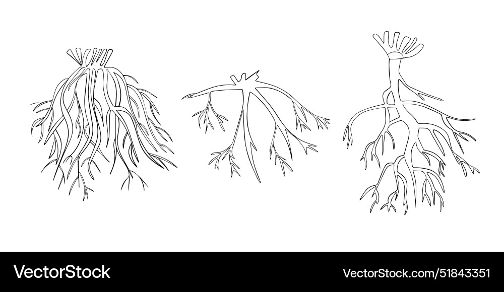 Types of tree root systems Types of tree root systems vector image