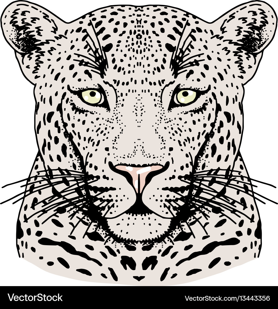 Leopard Face Print Vector Image