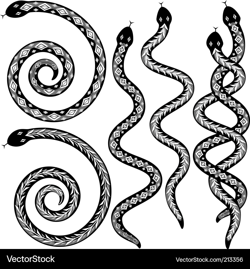 Snake Patterns & Spirals vector image