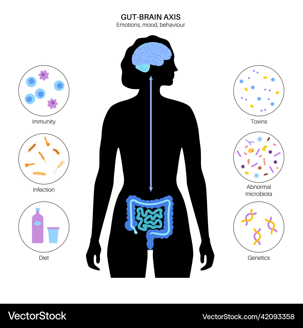 Gut-Brain Axis: Microbiome Connection vector image