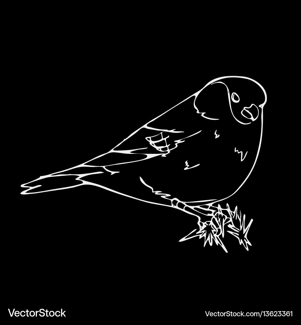 Handgezeichnete Bleistift-Grafik kleine Vogelgravur Handgezeichnete Bleistift-Grafik kleine Vogelgravur vektorbild