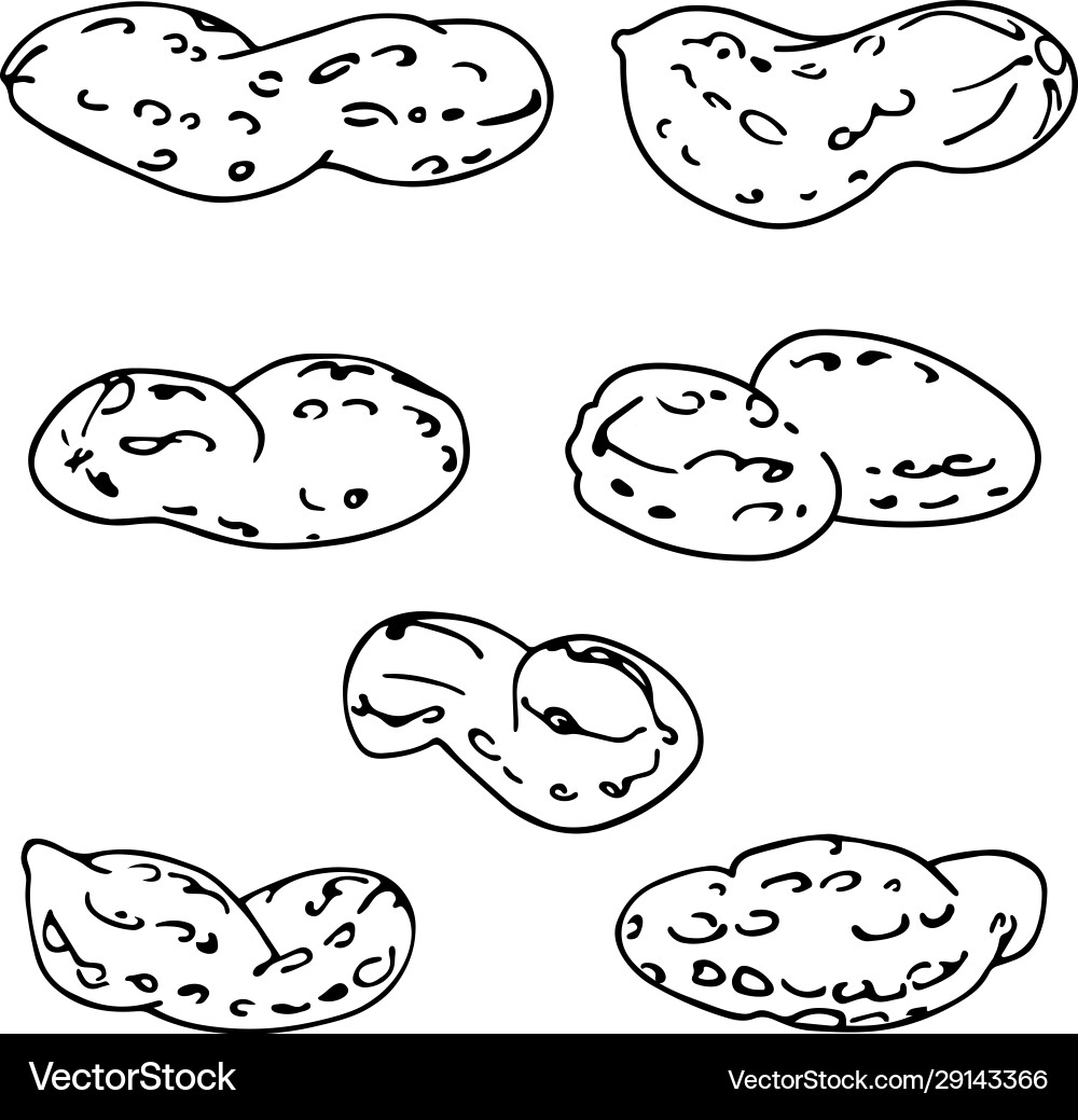 Set of Peanuts in Shells vector image