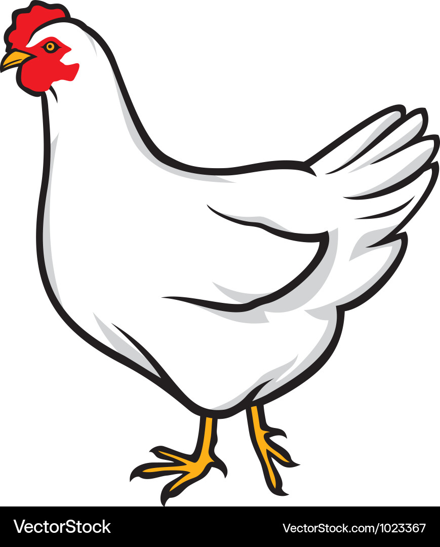 Chicken vector image