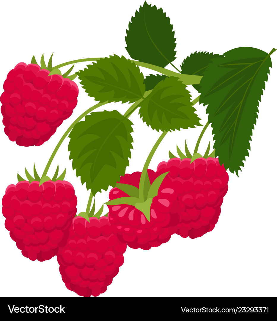 Raspberry isolated on white background Vector Image