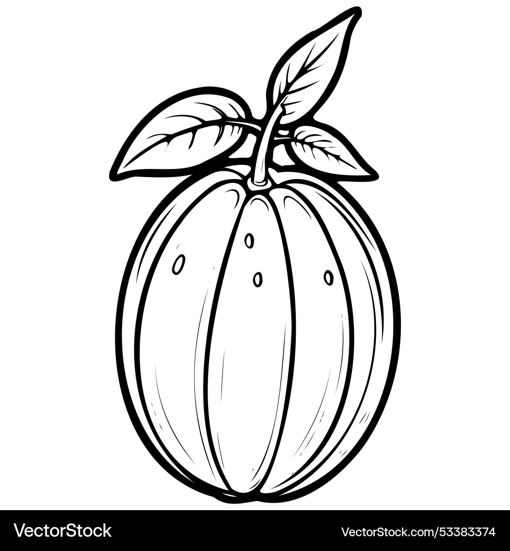 Young mango engraving drawing of fruit monochrome Young mango engraving drawing of fruit monochrome vector image