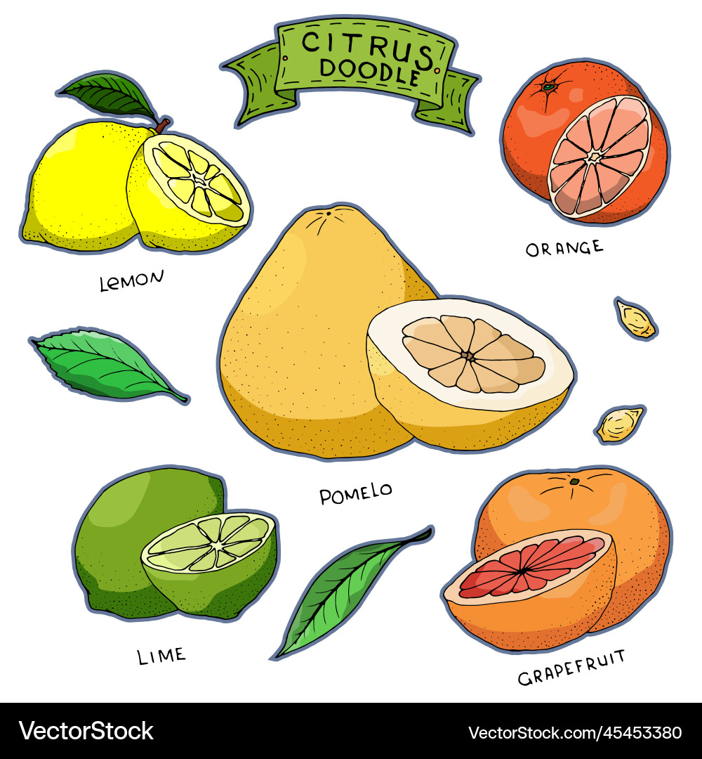 Hand drawn color citrus doodle Hand drawn color citrus doodle vector image