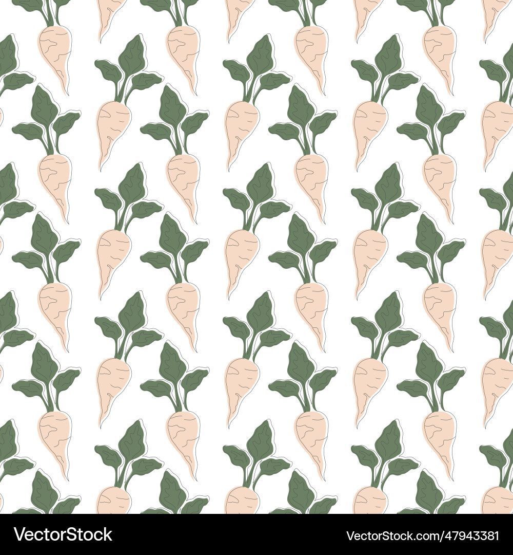 Sugar beet with lines pattern on white background Vector Image