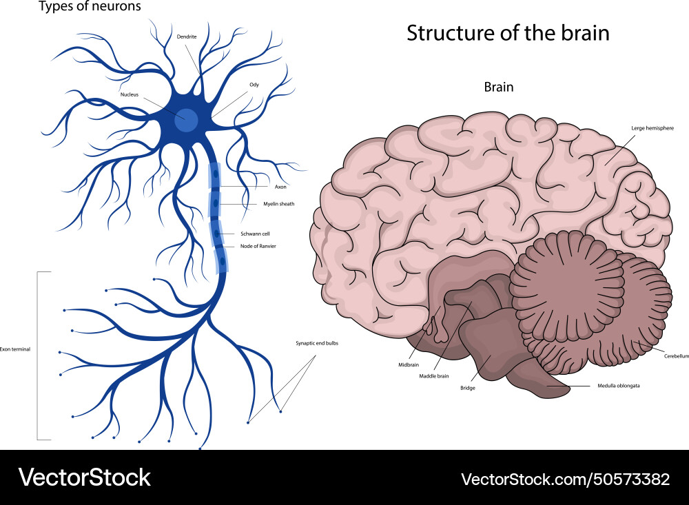Structure of a neuron in the brain Structure of a neuron in the brain Vector Image