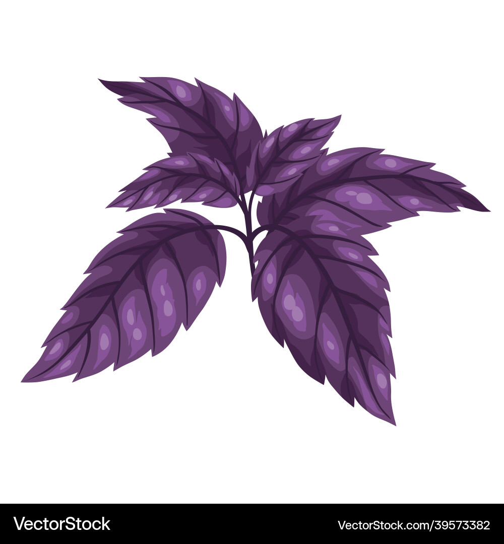 Stylized of basil image for design Stylized of basil image for design vector image