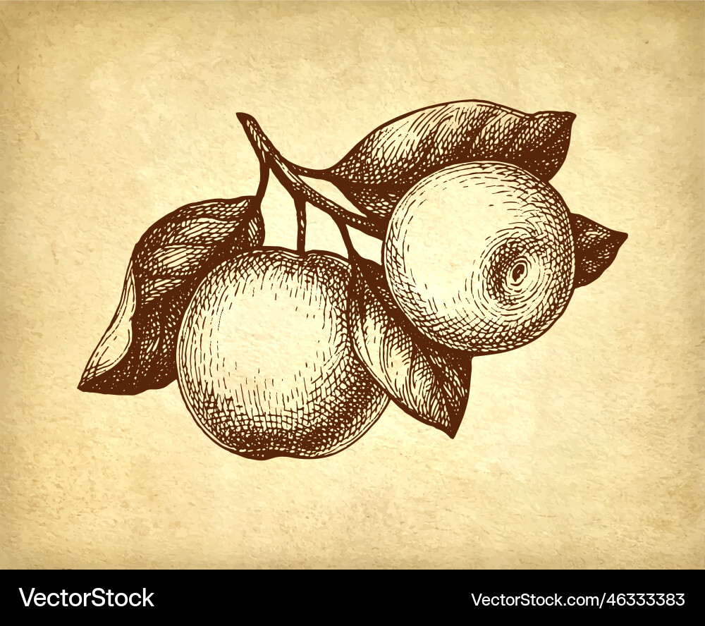 Branch with apples ink sketch Branch with apples ink sketch vector image