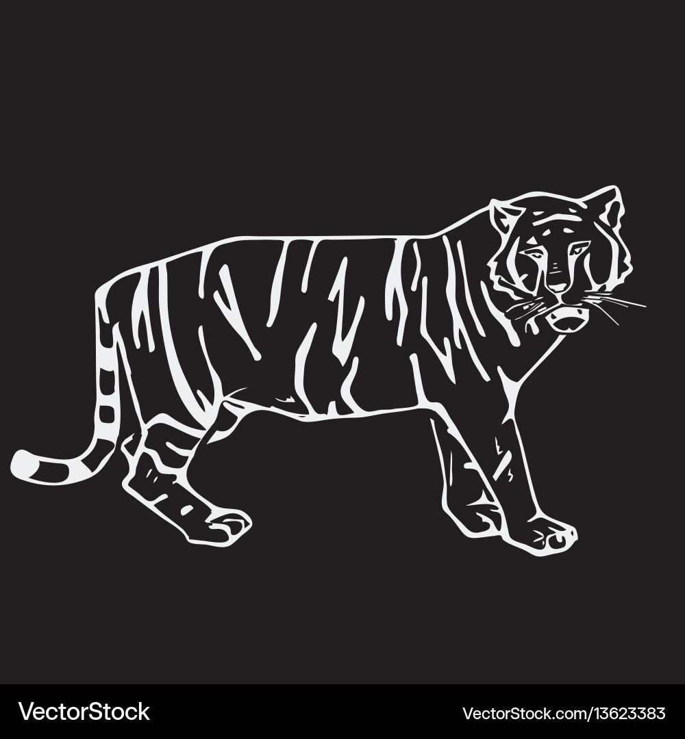 Hand-drawn pencil graphics tiger head engraving Hand-drawn pencil graphics tiger head engraving vector image