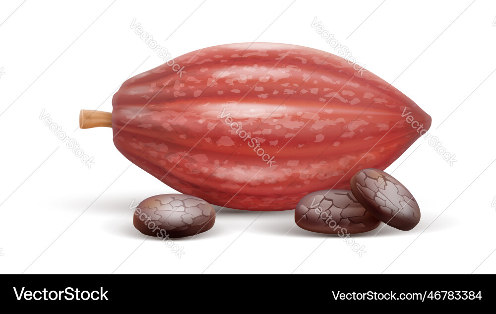 Cocoa pod with beans isolated vector image
