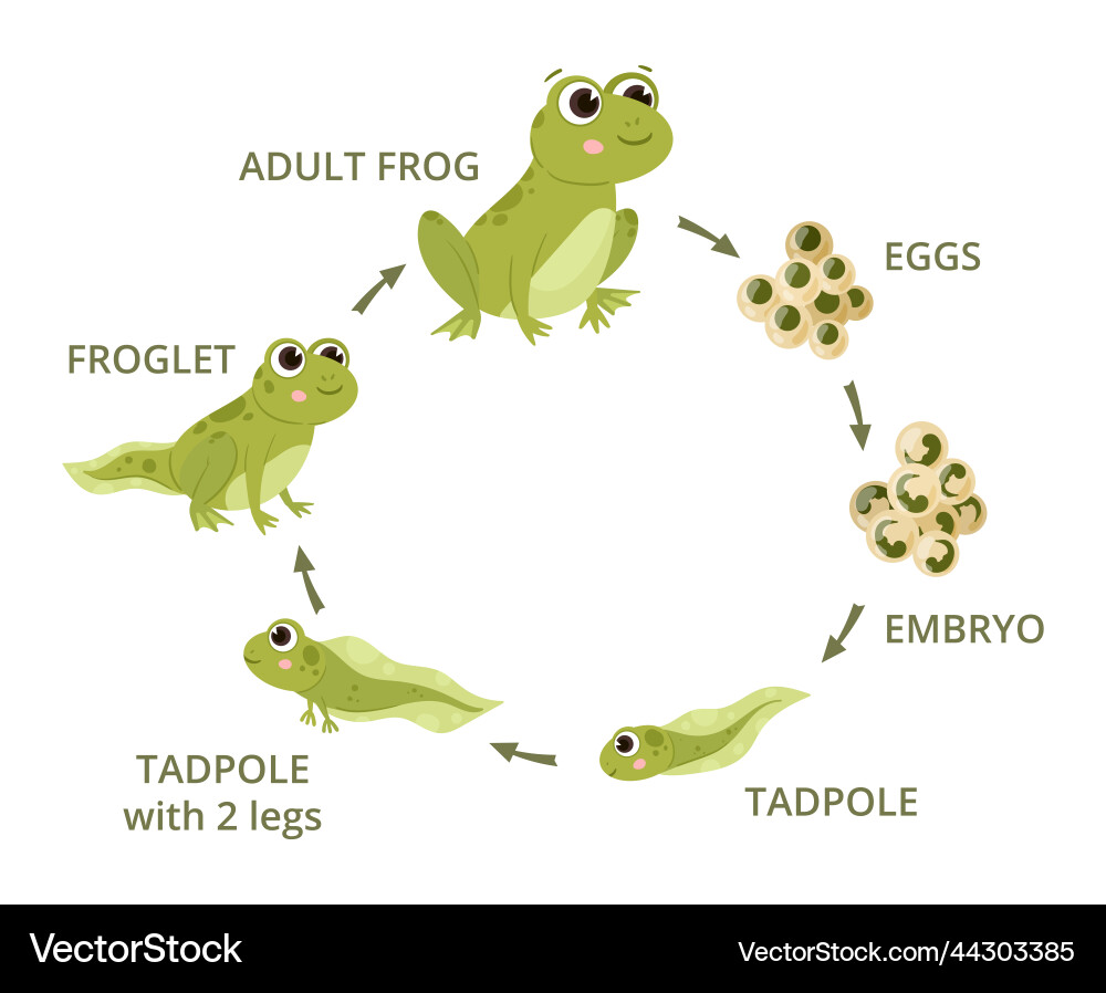 Cartoon frog life cycle eggs tadpole froglet Cartoon frog life cycle eggs tadpole froglet vector image