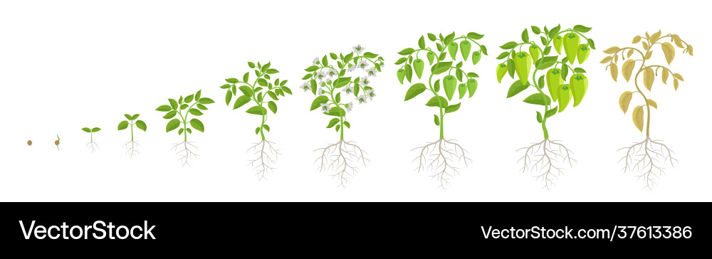 Growth stages green bell pepper vegetable plant Growth stages green bell pepper vegetable plant vector image