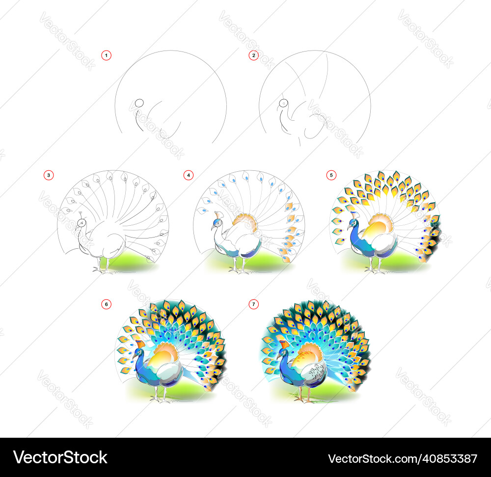 How to learn draw sketch of beautiful peacock How to learn draw sketch of beautiful peacock vector image