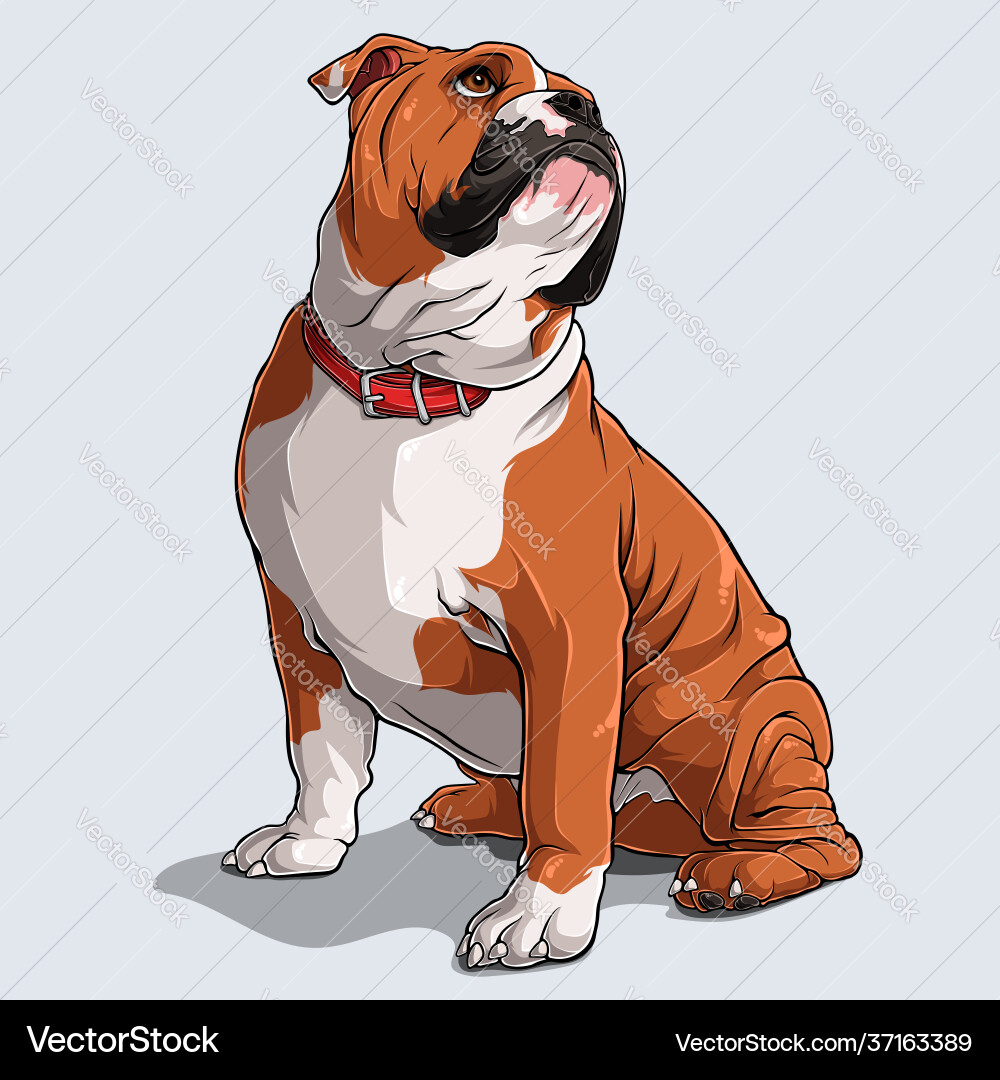 Cute Brown English Bulldog – Royalty-Free Vector | VectorStock, image size:1000x1080