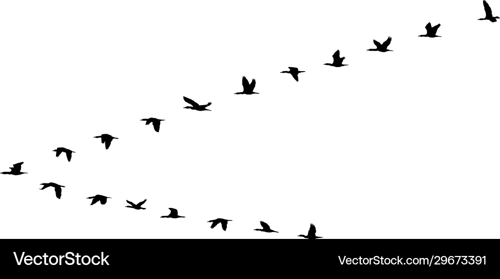 Birds in V Formation Vector Image