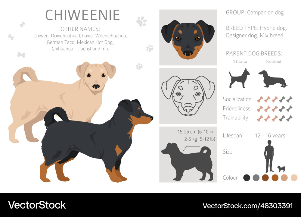 Chiweenie clipart chihuahua dachshund mix Chiweenie clipart chihuahua dachshund mix vector image