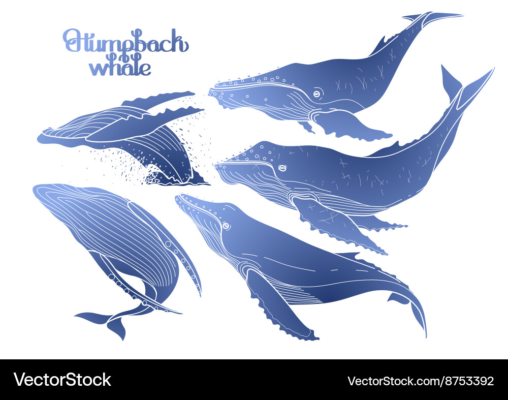 Humpback Whales - Marine Art Vector Image
