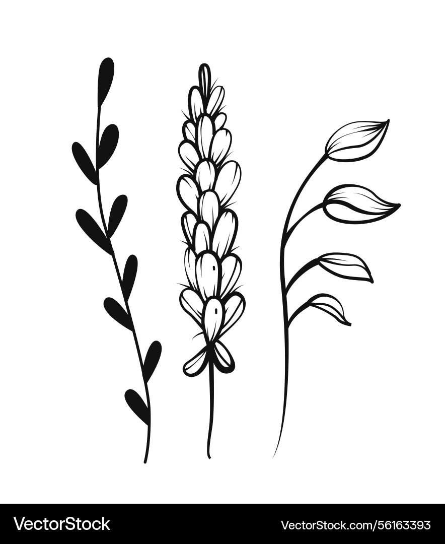 Minimalist botanical floral set design Minimalist botanical floral set design vector image