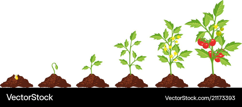 Tomato stage growth vector image