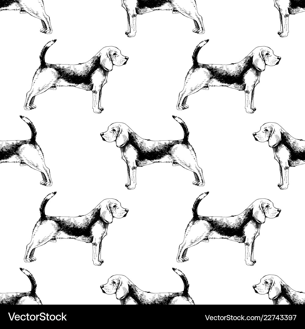 Beagle Seamless Pattern vector image
