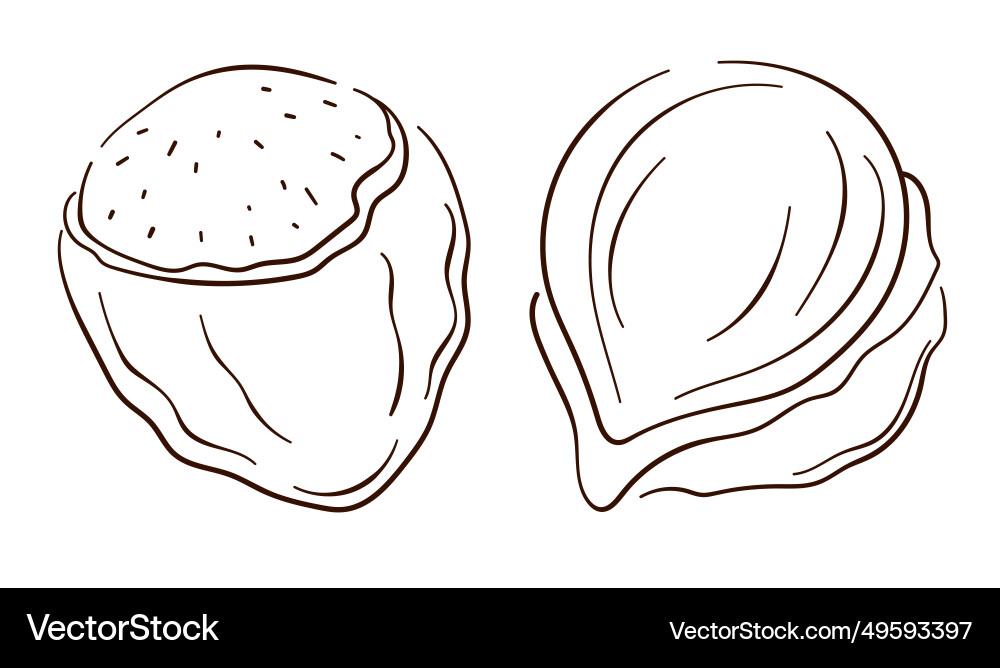 Hazelnut icon in line art style nuts shell Hazelnut icon in line art style nuts shell Vector Image