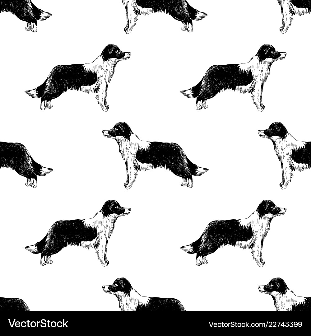 Border Collie Pattern - Retro Style vector image