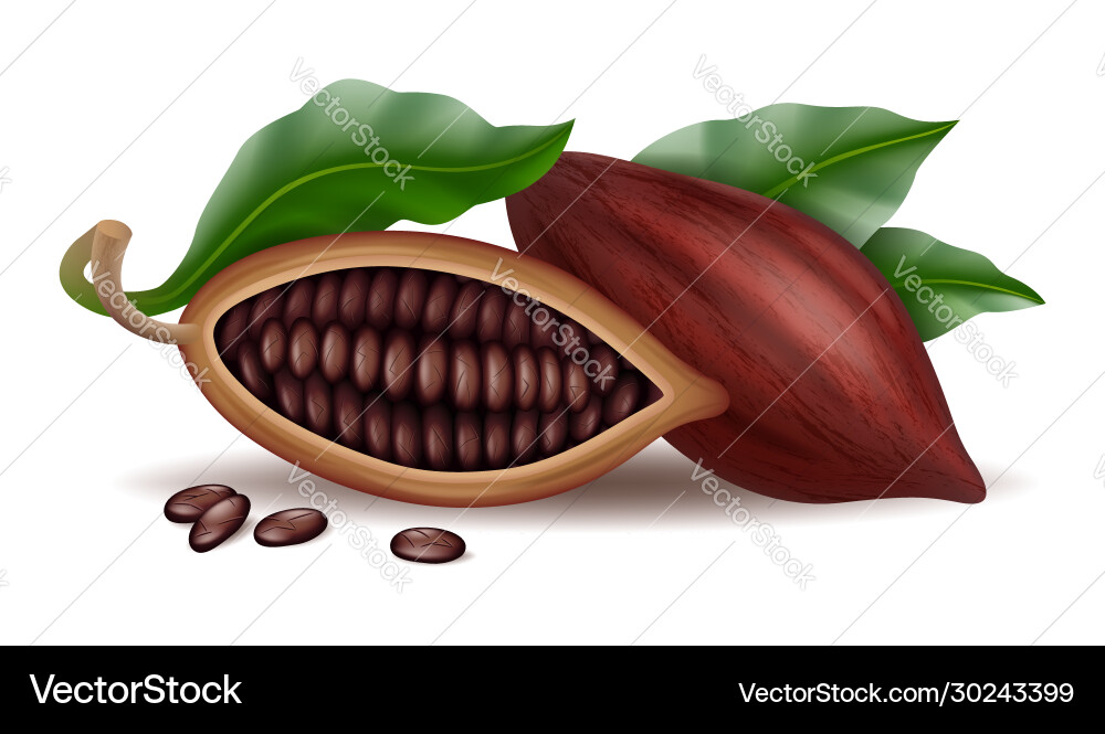 Raw Cocoa Pods and Beans vector image