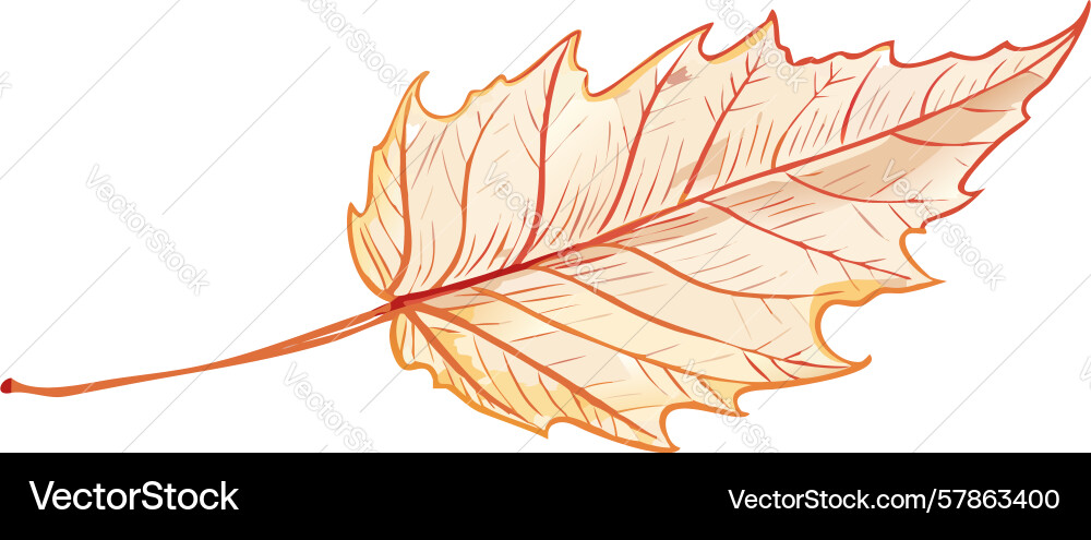 Delicate autumn leaf with intricate vein patterns Vector Image