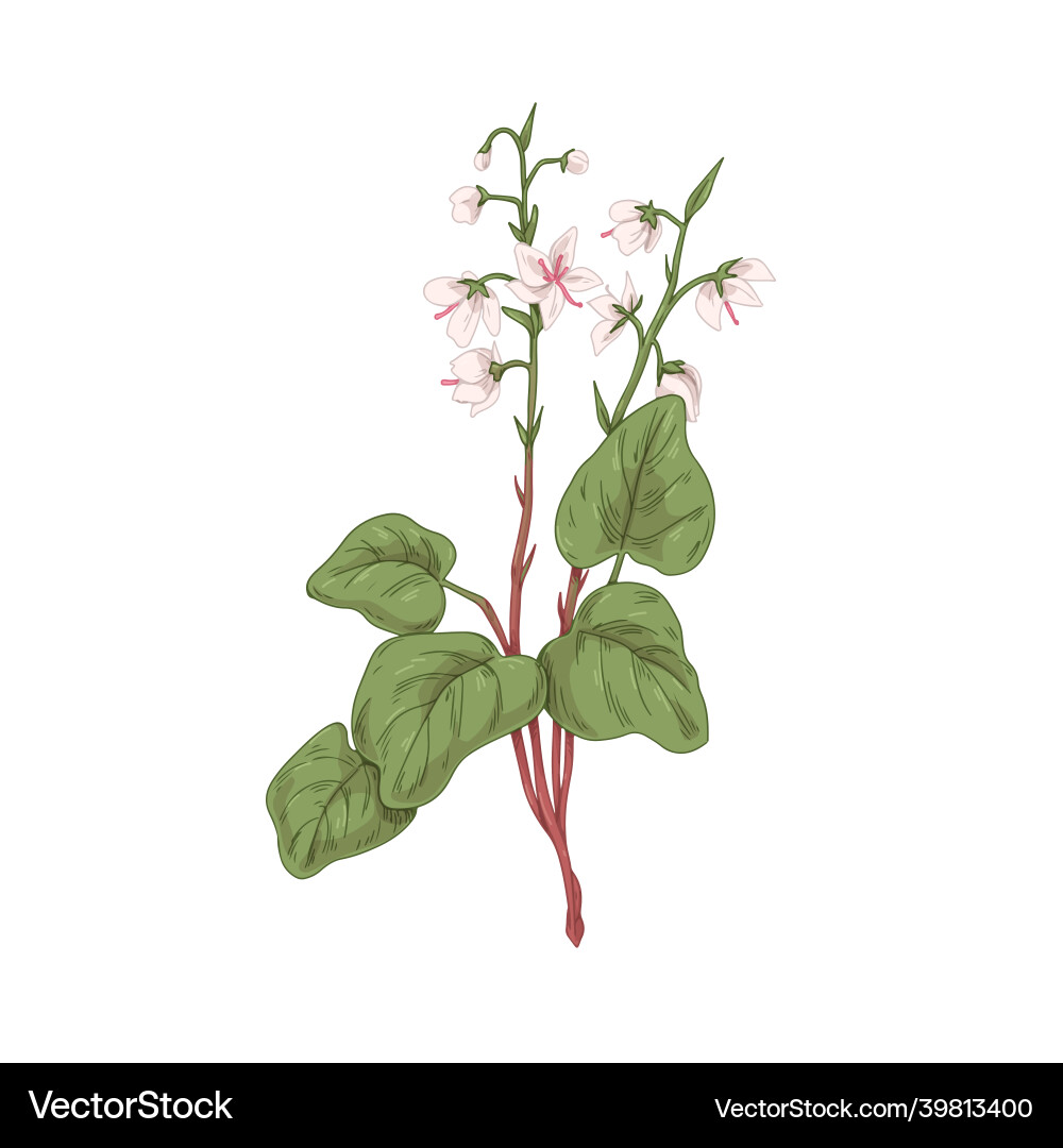 Wildblumen von rundem Wintergrün Wildblumen von rundem Wintergrün vektorbild