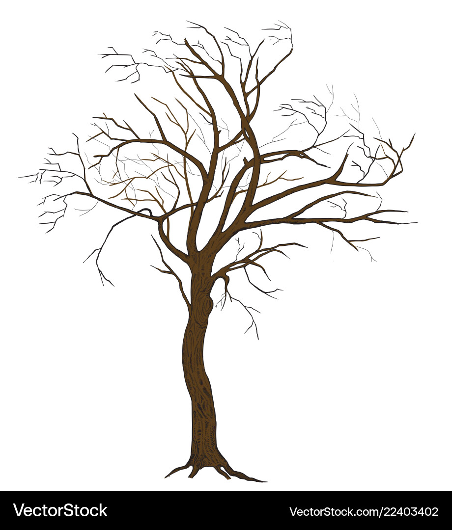 Isolated tree Royalty Free Vector Image - VectorStock
