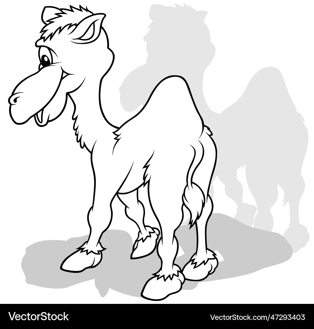 Drawing of a standing camel from rear view Vector Image
