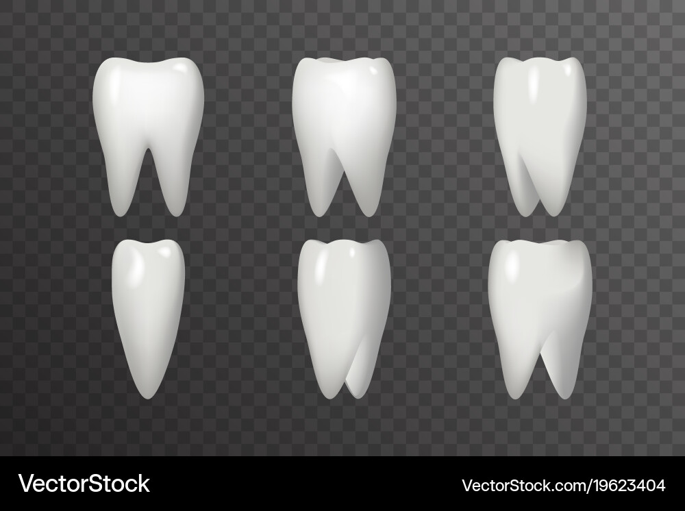 Rotation tooth animation frames realistic 3d Vector Image
