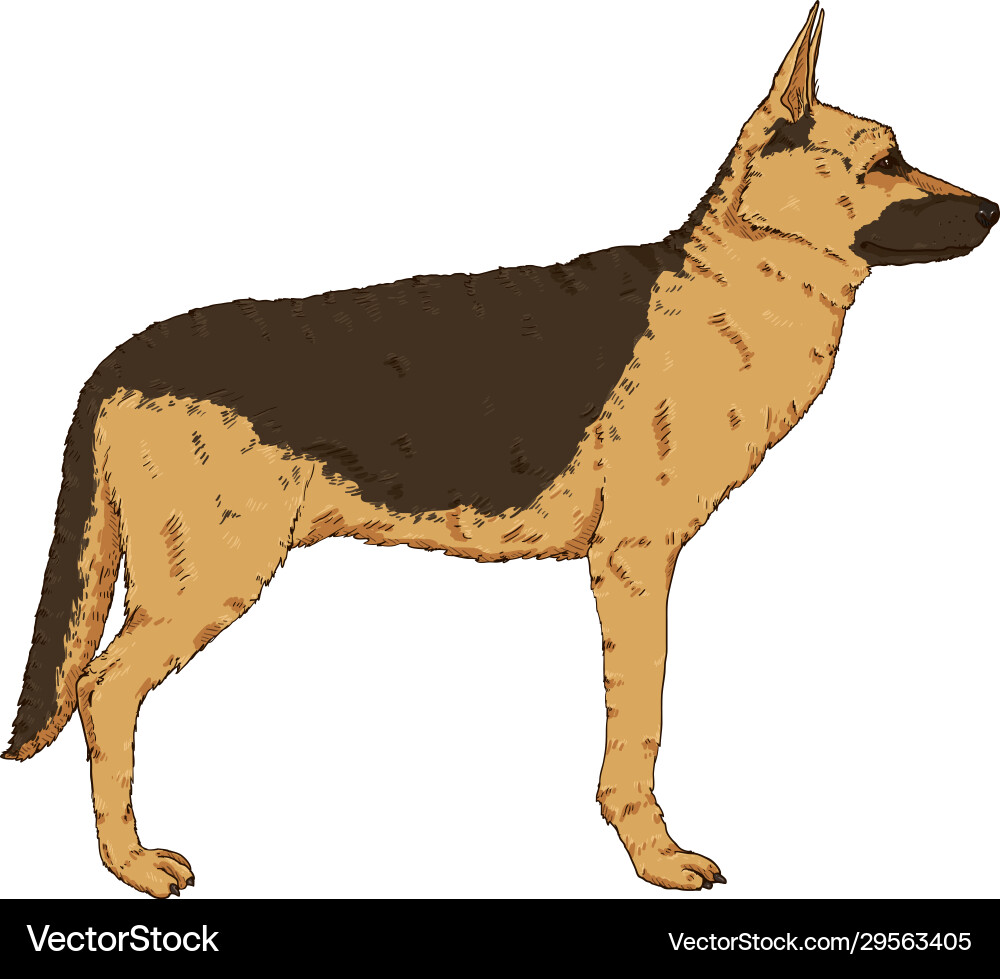 Cartoon standing german shepherd dog Cartoon standing german shepherd dog vector image