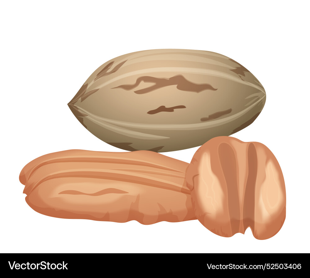 Pecan with brown shell open whole healthy kernels vector image
