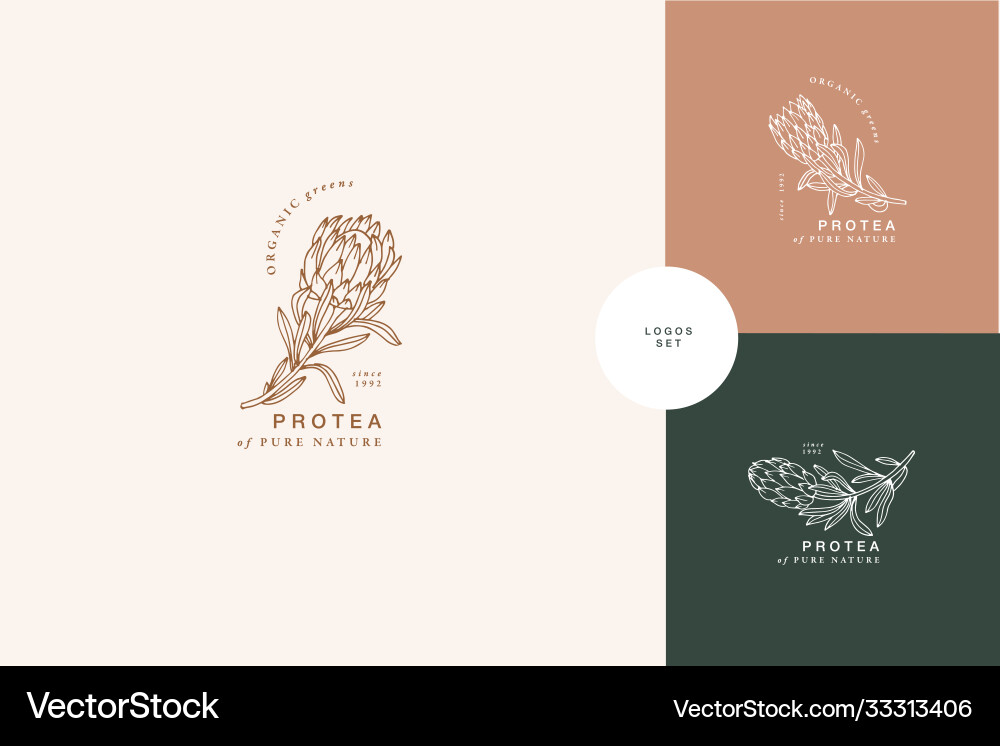 Protea Blume- Jahrgang Protea Blume- Jahrgang vektorbild