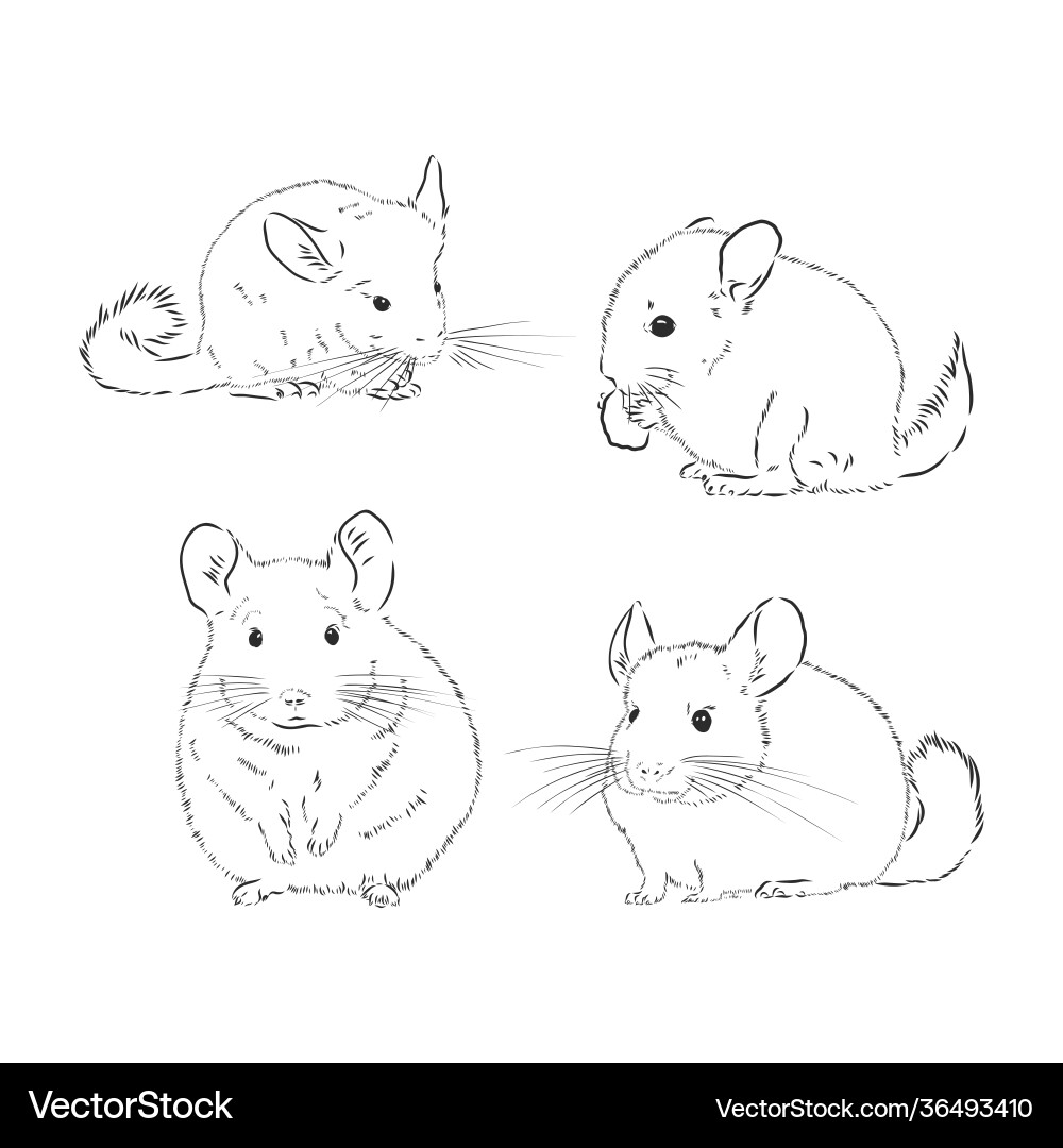 Chinchilla dog sketch style animal Chinchilla dog sketch style animal vector image