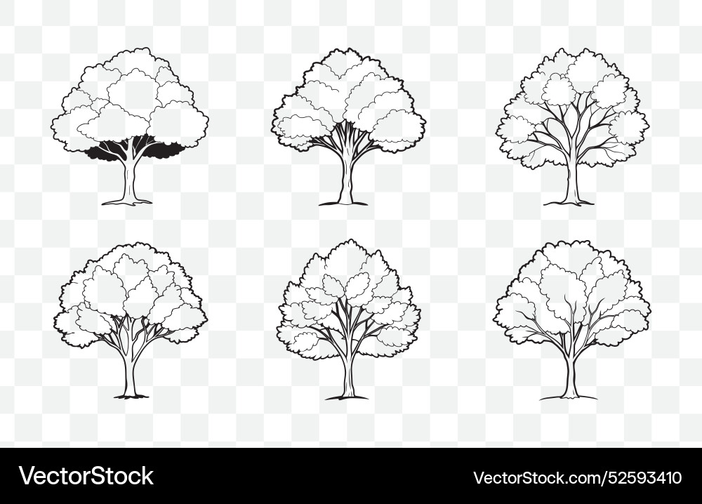 Print comprehensive alder tree line art Print comprehensive alder tree line art vector image
