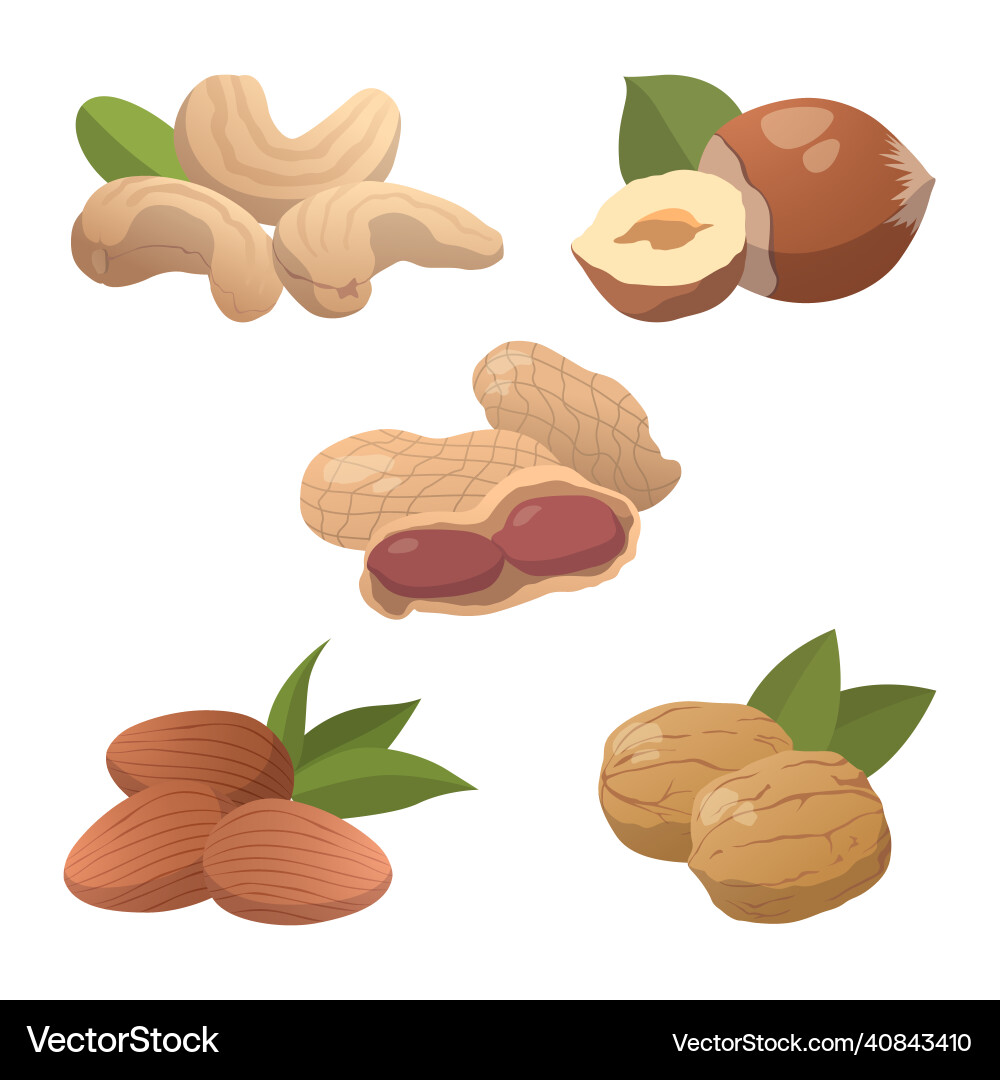 Set of 5 pieces different types nuts Vector Image