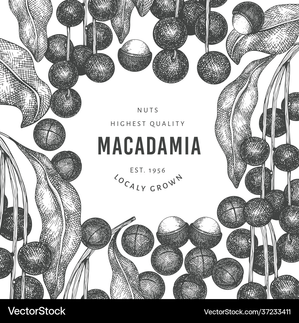 Hand drawn macadamia branch and kernels design Hand drawn macadamia branch and kernels design vector image