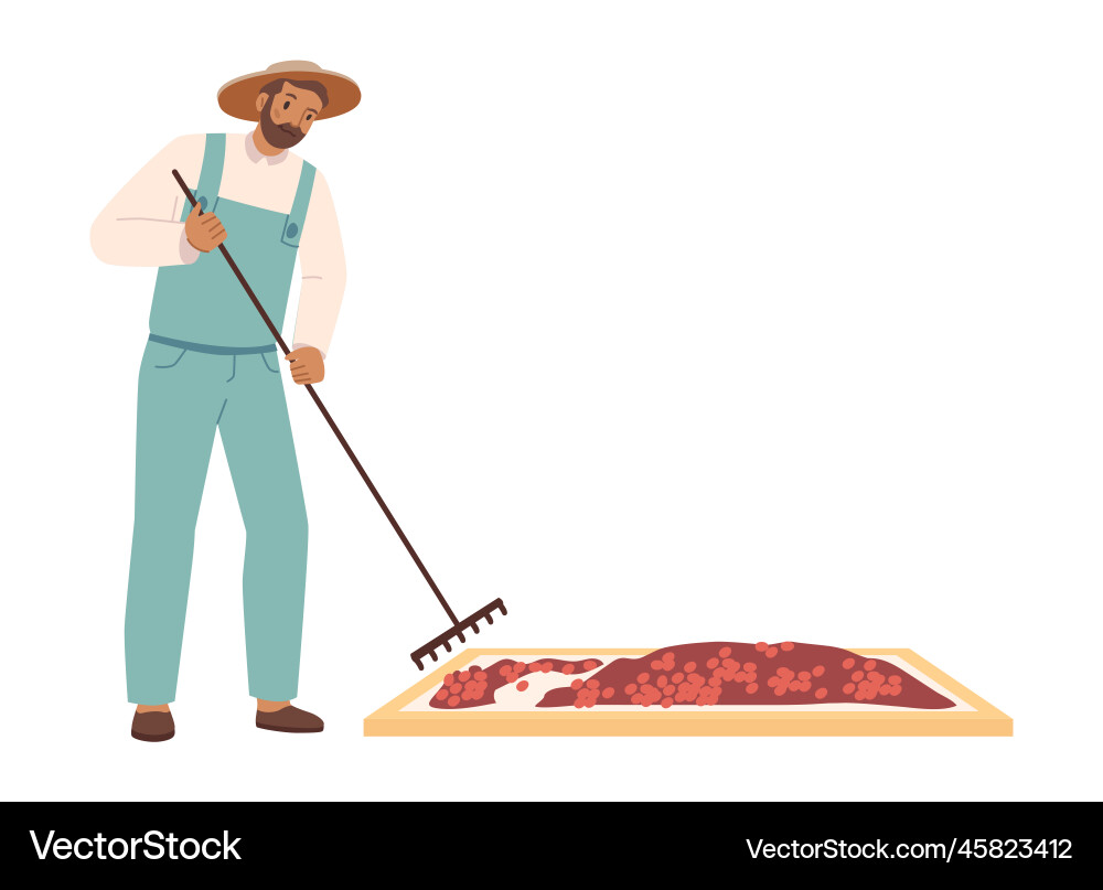 Coffee Bean Drying Process Vector Image